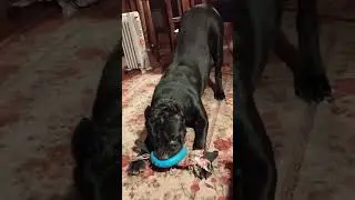 Кане Корсо Играет!! #канекорсо #canecorso #dog #собака
