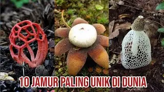 These Mushroom Shapes Are Amazing! Here Are the 10 Most Unique Mushrooms in the World