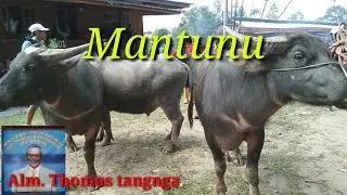 prosesi pemakaman Alm. Thomas tangnga(Ne' Epping)
