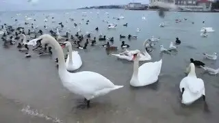 Севастополь.  Лебеди в нашем городе.