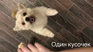Милый попрошайка
