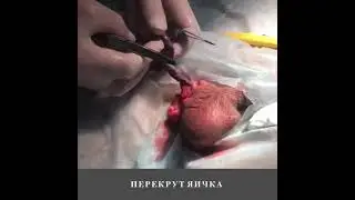 Врач-уролог. Исмаилов Абдул Абакарович.