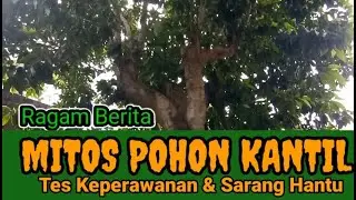 Mitos Pohon Kantil || Tes Keperawanan Hingga Sarang Si Kuntilanak II Feature