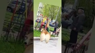 Собака на качелях 😜🤣