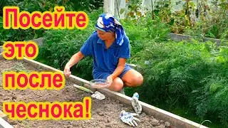 Как подготовить грядку для посадки чеснока или лука