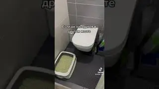 Как кота приручить к унитазу. 