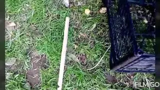 Kuş nasıl yakalanır