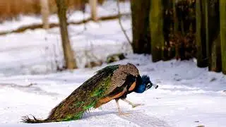 Beautiful Peacock | Peacock Feather | Beautiful Birds - 4K Ultra HD Video