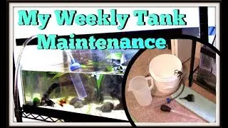 How I Do A Weekly Water Change On My 20 Gallon Long Aquarium