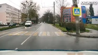 Собака переходит дорогу. Советский проспект в Калининграде.
