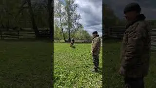 Наши телята Акбаш и Мишка☺️ А вы любите животных?  
