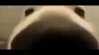 пес нюхает камеру