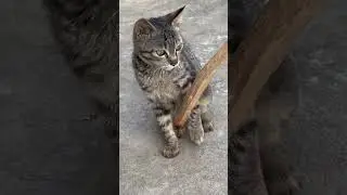 #funny #cat #comedy #animals #cute #2022 #nature #cats #catvideos #catlover #catshorts #catvideo