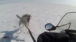 猎人骑雪地摩托追捕野狼，野狼危急关头奋起反击。