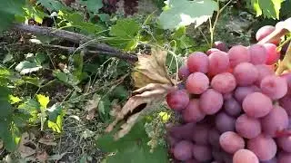продолжение 2ср.