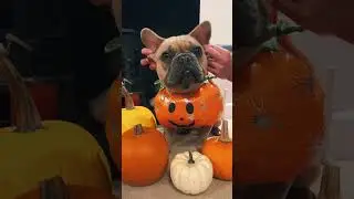 Yoda frenchie pug Halloween edition 🎃
