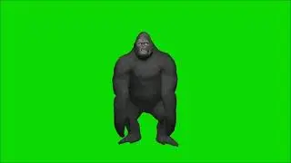 Gorilla