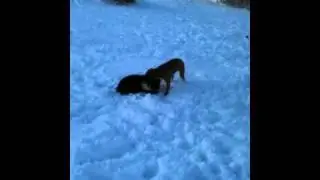 Bella x Collie x Snow