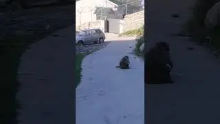 Nice Monkey Eating Apple