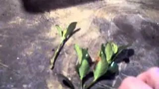 How to Propagate: Gardenia bush cuttings