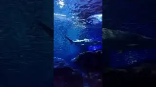 sea world tiburon y peces luna
