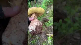 Боровик гигант!