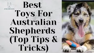 Best Toys For Australian Shepherds (Top Tips & Tricks)