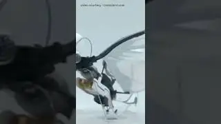This Bird-Inspired Drone Actually Flies Like a Real Bird!