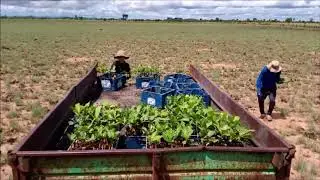 Procesos de siembra de Marañón Vivero Agroforestal Los Amores 2020 MD