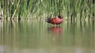 Pato Colorado (Spatula cyanoptera) y Cuervo de Pantano (Plegadis chihi)