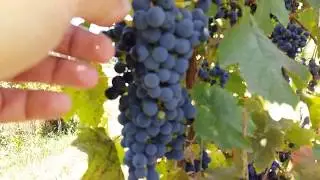 ВИНОГРАД СОРТА ТОНУС. ЭЛИТНАЯ ФОРМА ВИНОГРАДА. ТОП НЕУКРЫВНЫХ СОРТОВ ВИНОГРАДА.