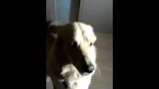 Тима показывает зайку