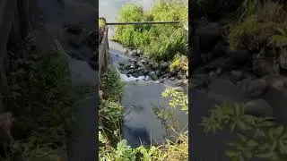что сливают в Пахру(1)