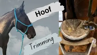 Maintenance Trim on a Tennessee Walker Mare