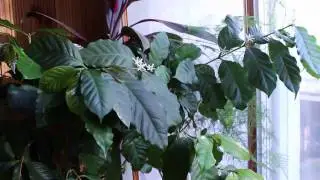 Сюрприз на 1 Мая 2017 года Цветение Кофе у меня на Балконе в Пятигорске.