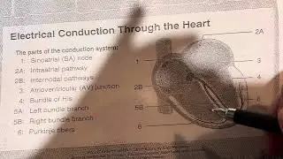 Electrical Conduction of the Heart Pathophysiology