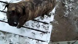 My Dogs Eating Snow