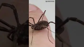 Длинные стройные ножки всегда прекрасны. // Clever Cricket #short #shorts #shortvideo