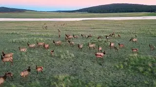 Large Elk Herd at Sunset in the White Mountains, Arizona