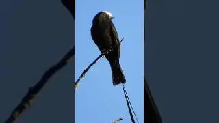 Viuvinha / Colonia colonus 🙂 #birds #faunabrasileira #wildlife #passarinhos