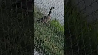 Goodnight Goose #shorts #trucking #subscribe #fyp