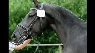 www.sporthorses-online.com 2009 Hanoverian state premium mare mare show winner SOLD