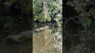 Alligator in Big Cypress National Preserve