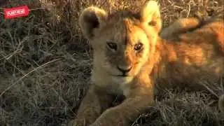 Lions playing in Africa's Serengetti