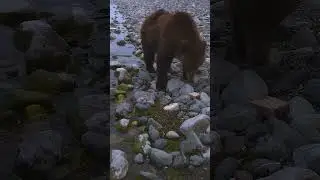 Бурый медведь
