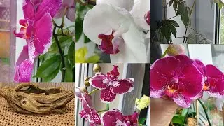 Орхидеи переехали на юг. Гибискус кислый. Новое стильное кашпо.