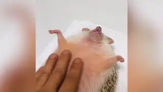 Еж кайфует