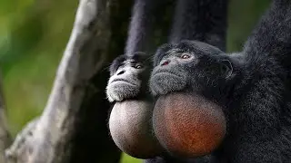 Suara Mantabb SIAMANG MONYET SUMATRA
