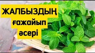ЖАЛБЫЗДЫҢ ПАЙДАСЫ. Емдік қасиеті. Денсаулық арнасы. Денсаулық