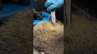 Are Porcupines Fire-Proof? 🔥😷 